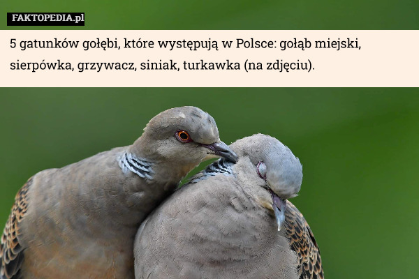 5 gatunków gołębi, które występują w Polsce: gołąb miejski, sierpówka, grzywacz, siniak, turkawka (na zdjęciu). 