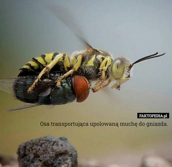 Osa transportująca upolowaną muchę do gniazda. 