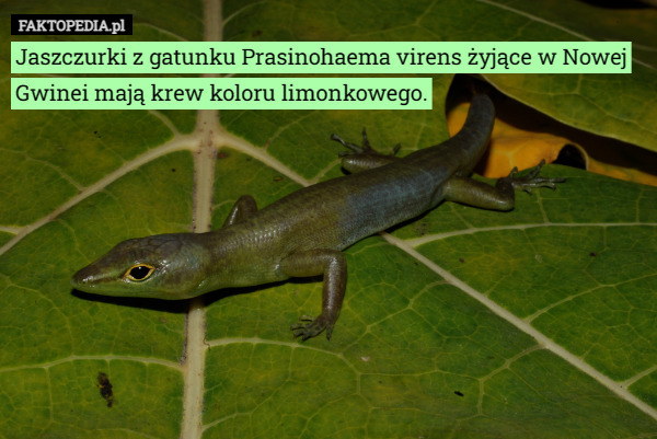 Jaszczurki z gatunku Prasinohaema virens żyjące w Nowej Gwinei mają krew koloru limonkowego. 