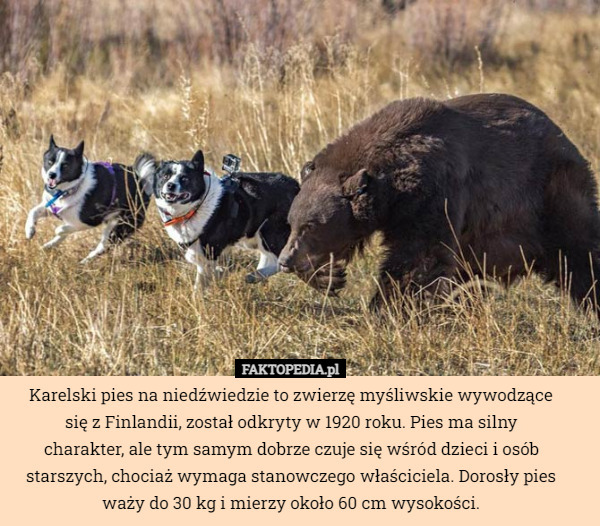 Karelski pies na niedźwiedzie to zwierzę myśliwskie wywodzące się z Finlandii, został odkryty w 1920 roku. Pies ma silny charakter, ale tym samym dobrze czuje się wśród dzieci i osób starszych, chociaż wymaga stanowczego właściciela. Dorosły pies waży do 30 kg i mierzy około 60 cm wysokości. 