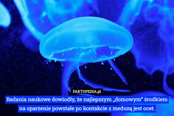 Badania naukowe dowiodły, że najlepszym „domowym” środkiem na oparzenie powstałe po kontakcie z meduzą jest ocet. 
