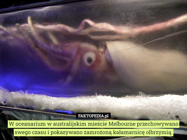 W oceanarium w australijskim mieście Melbourne przechowywano swego czasu i pokazywano zamrożoną kałamarnicę olbrzymią. 