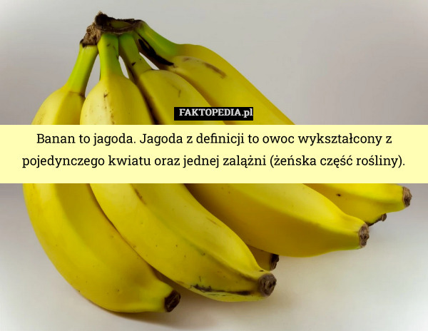Banan to jagoda. Jagoda z definicji to owoc wykształcony z pojedynczego kwiatu oraz jednej zalążni (żeńska część rośliny). 