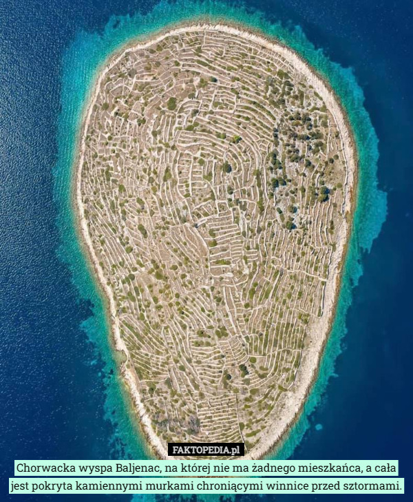 Chorwacka wyspa Baljenac, na której nie ma żadnego mieszkańca, a cała jest pokryta kamiennymi murkami chroniącymi winnice przed sztormami. 