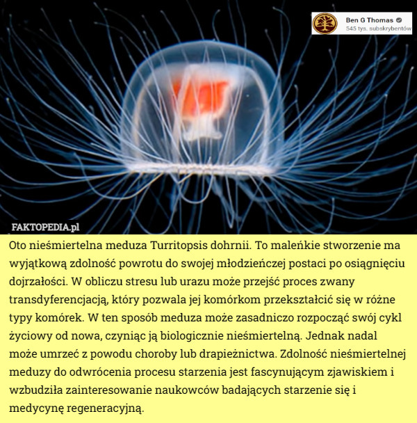 Oto nieśmiertelna meduza Turritopsis dohrnii. To maleńkie stworzenie ma wyjątkową zdolność powrotu do swojej młodzieńczej postaci po osiągnięciu dojrzałości. W obliczu stresu lub urazu może przejść proces zwany transdyferencjacją, który pozwala jej komórkom przekształcić się w różne typy komórek. W ten sposób meduza może zasadniczo rozpocząć swój cykl życiowy od nowa, czyniąc ją biologicznie nieśmiertelną. Jednak nadal może umrzeć z powodu choroby lub drapieżnictwa. Zdolność nieśmiertelnej meduzy do odwrócenia procesu starzenia jest fascynującym zjawiskiem i wzbudziła zainteresowanie naukowców badających starzenie się i medycynę regeneracyjną. 