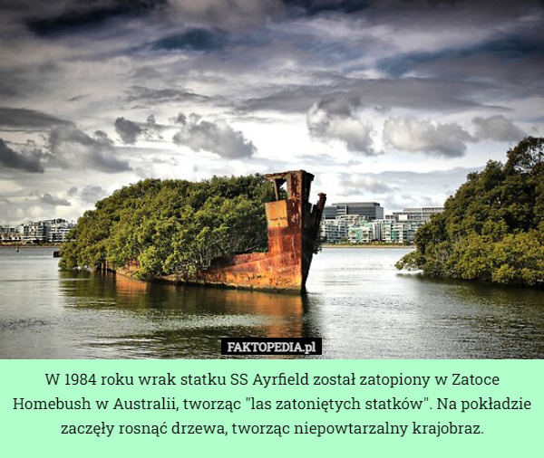 W 1984 roku wrak statku SS Ayrfield został zatopiony w Zatoce Homebush w Australii, tworząc "las zatoniętych statków". Na pokładzie zaczęły rosnąć drzewa, tworząc niepowtarzalny krajobraz. 