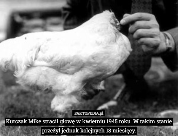 Kurczak Mike stracił głowę w kwietniu 1945 roku. W takim stanie przeżył jednak kolejnych 18 miesięcy. 
