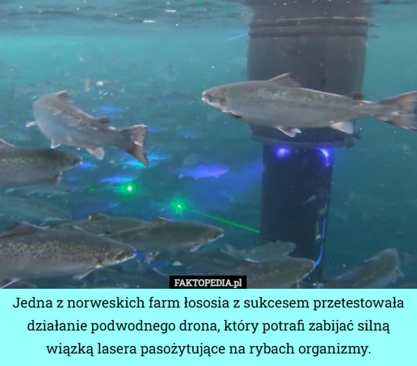Jedna z norweskich farm łososia z sukcesem przetestowała działanie podwodnego drona, który potrafi zabijać silną wiązką lasera pasożytujące na rybach organizmy. 