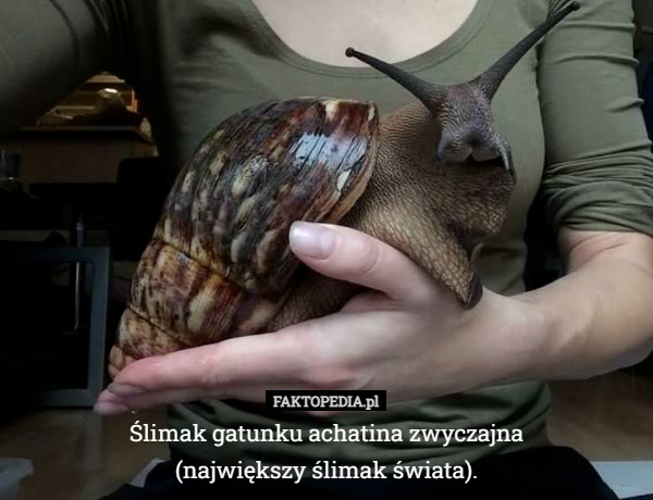 Ślimak gatunku achatina zwyczajna
(największy ślimak świata). 