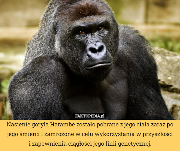 Nasienie goryla Harambe zostało pobrane z jego ciała zaraz po jego śmierci i zamrożone w celu wykorzystania w przyszłości
i zapewnienia ciągłości jego linii genetycznej. 