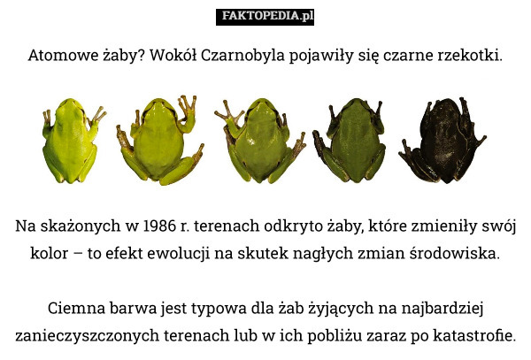Na skażonych w 1986 r. terenach odkryto żaby, które zmieniły swój kolor – to efekt ewolucji na skutek nagłych zmian środowiska.

Ciemna barwa jest typowa dla żab żyjących na najbardziej zanieczyszczonych terenach lub w ich pobliżu zaraz po katastrofie. Atomowe żaby? Wokół Czarnobyla pojawiły się czarne rzekotki. 