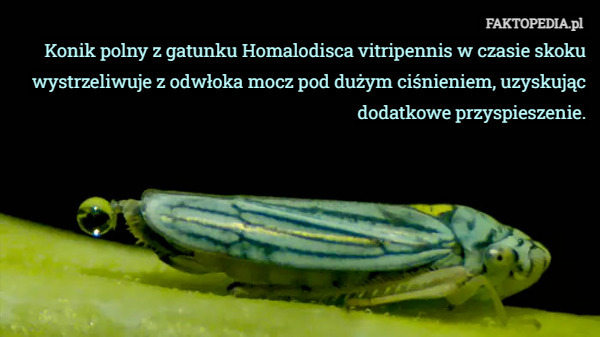 Konik polny z gatunku Homalodisca vitripennis w czasie skoku wystrzeliwuje z odwłoka mocz pod dużym ciśnieniem, uzyskując dodatkowe przyspieszenie. 