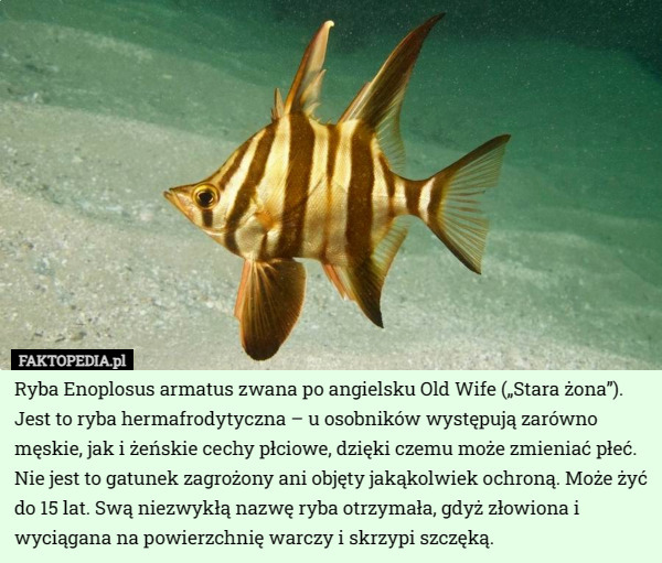 Ryba Enoplosus armatus zwana po angielsku Old Wife („Stara żona”). Jest to ryba hermafrodytyczna – u osobników występują zarówno męskie, jak i żeńskie cechy płciowe, dzięki czemu może zmieniać płeć. Nie jest to gatunek zagrożony ani objęty jakąkolwiek ochroną. Może żyć do 15 lat. Swą niezwykłą nazwę ryba otrzymała, gdyż złowiona i wyciągana na powierzchnię warczy i skrzypi szczęką. 