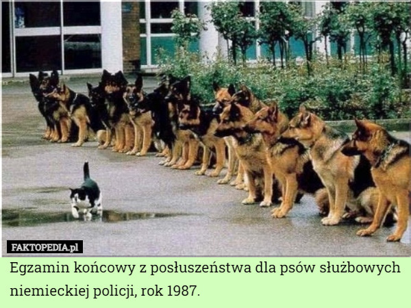 Egzamin końcowy z posłuszeństwa dla psów służbowych niemieckiej policji, rok 1987. 