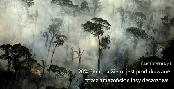 20% tlenu na Ziemi jest produkowane przez amazońskie lasy deszczowe. 