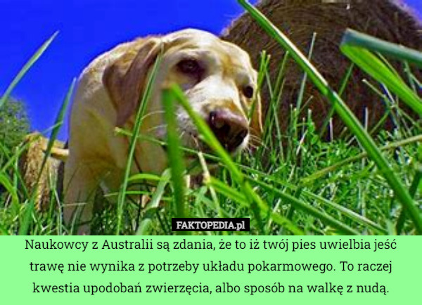 Naukowcy z Australii są zdania, że to iż twój pies uwielbia jeść trawę nie wynika z potrzeby układu pokarmowego. To raczej kwestia upodobań zwierzęcia, albo sposób na walkę z nudą. 