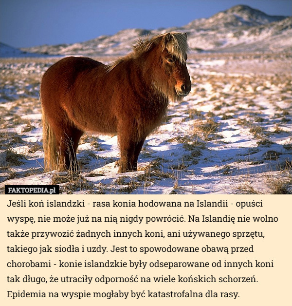 Jeśli koń islandzki - rasa konia hodowana na Islandii - opuści wyspę, nie może już na nią nigdy powrócić. Na Islandię nie wolno także przywozić żadnych innych koni, ani używanego sprzętu, takiego jak siodła i uzdy. Jest to spowodowane obawą przed chorobami - konie islandzkie były odseparowane od innych koni tak długo, że utraciły odporność na wiele końskich schorzeń. Epidemia na wyspie mogłaby być katastrofalna dla rasy. 