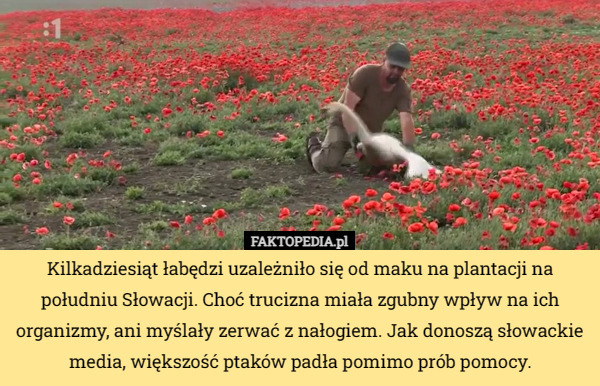 Kilkadziesiąt łabędzi uzależniło się od maku na plantacji na południu Słowacji. Choć trucizna miała zgubny wpływ na ich organizmy, ani myślały zerwać z nałogiem. Jak donoszą słowackie media, większość ptaków padła pomimo prób pomocy. 