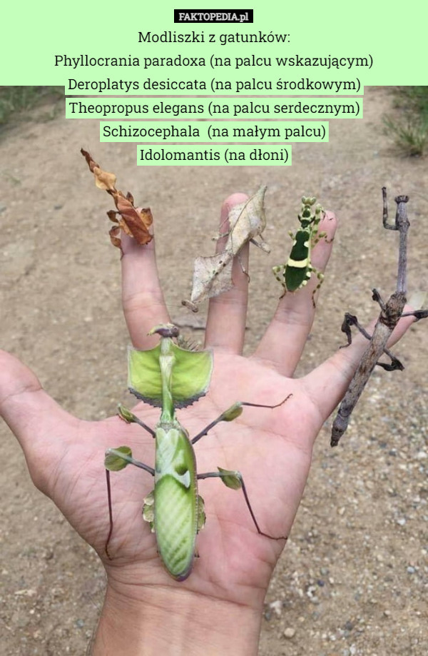 Modliszki z gatunków:
Phyllocrania paradoxa (na palcu wskazującym)
Deroplatys desiccata (na palcu środkowym)
Theopropus elegans (na palcu serdecznym)
Schizocephala  (na małym palcu)
Idolomantis (na dłoni) 