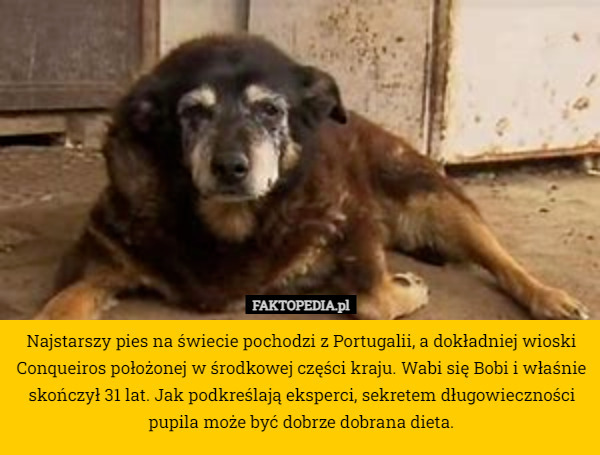 Najstarszy pies na świecie pochodzi z Portugalii, a dokładniej wioski Conqueiros położonej w środkowej części kraju. Wabi się Bobi i właśnie skończył 31 lat. Jak podkreślają eksperci, sekretem długowieczności pupila może być dobrze dobrana dieta. 