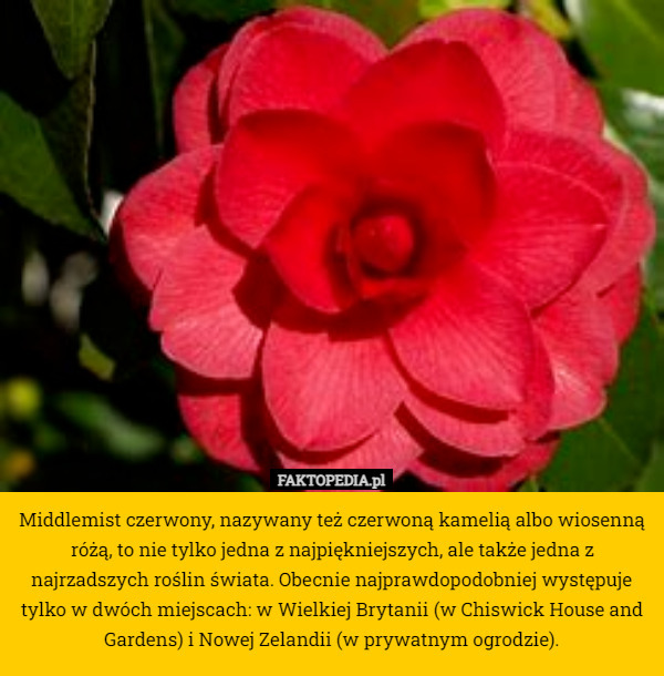 Middlemist czerwony, nazywany też czerwoną kamelią albo wiosenną różą, to nie tylko jedna z najpiękniejszych, ale także jedna z najrzadszych roślin świata. Obecnie najprawdopodobniej występuje tylko w dwóch miejscach: w Wielkiej Brytanii (w Chiswick House and Gardens) i Nowej Zelandii (w prywatnym ogrodzie). 