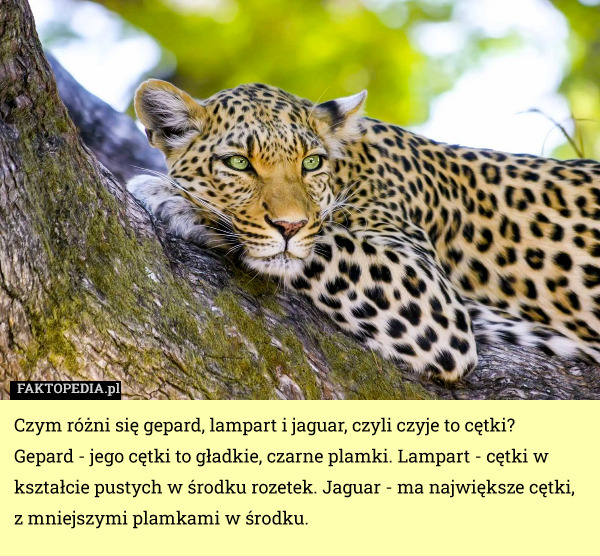 Czym różni się gepard, lampart i jaguar, czyli czyje to cętki?
Gepard - jego cętki to gładkie, czarne plamki. Lampart - cętki w kształcie pustych w środku rozetek. Jaguar - ma największe cętki, z mniejszymi plamkami w środku. 