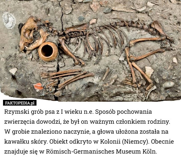 Rzymski grób psa z I wieku n.e. Sposób pochowania zwierzęcia dowodzi, że był on ważnym członkiem rodziny. W grobie znaleziono naczynie, a głowa ułożona została na kawałku skóry. Obiekt odkryto w Kolonii (Niemcy). Obecnie znajduje się w Römisch-Germanisches Museum Köln. 