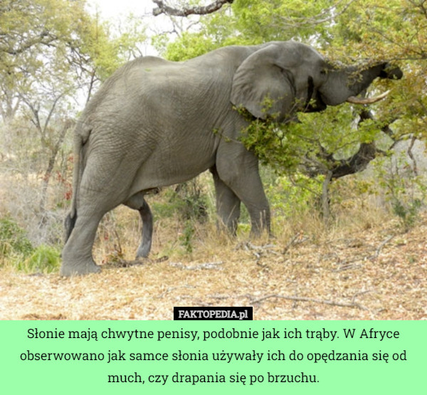 Słonie mają chwytne penisy, podobnie jak ich trąby. W Afryce obserwowano jak samce słonia używały ich do opędzania się od much, czy drapania się po brzuchu. 