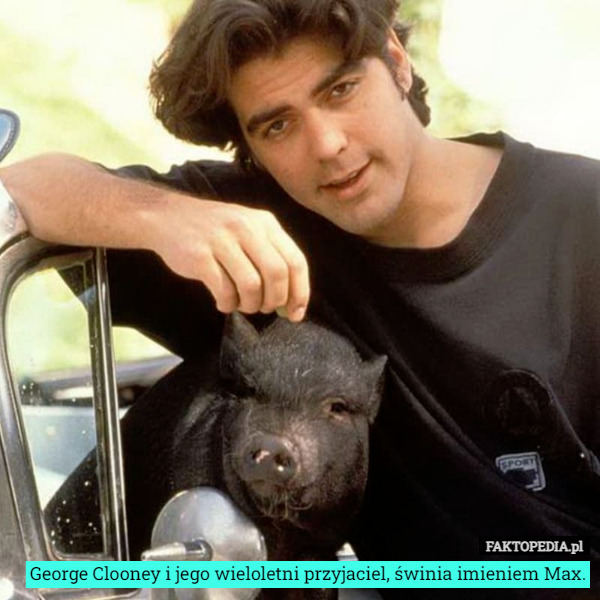 George Clooney i jego wieloletni przyjaciel, świnia imieniem Max. 
