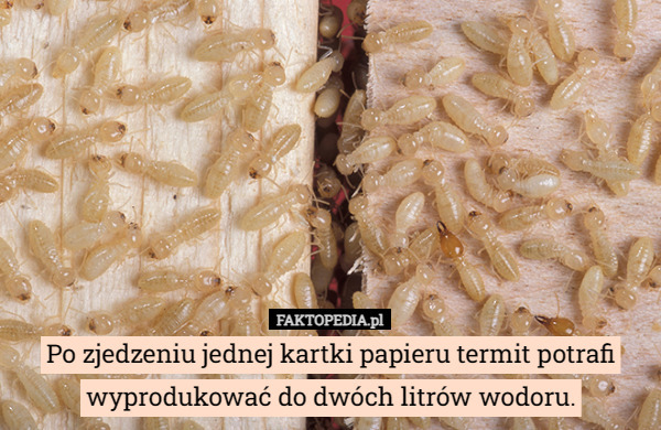 Po zjedzeniu jednej kartki papieru termit potrafi wyprodukować do dwóch litrów wodoru. 
