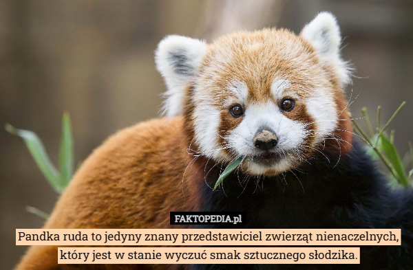 Pandka ruda to jedyny znany przedstawiciel zwierząt nienaczelnych, który jest w stanie wyczuć smak sztucznego słodzika. 