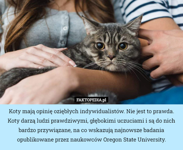 Koty mają opinię oziębłych indywidualistów. Nie jest to prawda. Koty darzą ludzi prawdziwymi, głębokimi uczuciami i są do nich bardzo przywiązane, na co wskazują najnowsze badania opublikowane przez naukowców Oregon State University. 