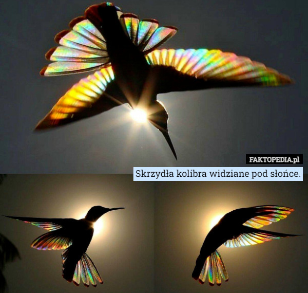 Skrzydła kolibra widziane pod słońce. 