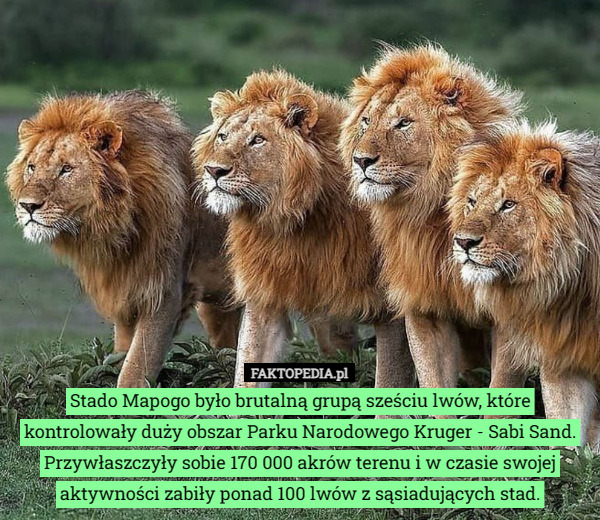 Stado Mapogo było brutalną grupą sześciu lwów, które kontrolowały duży obszar Parku Narodowego Kruger - Sabi Sand. Przywłaszczyły sobie 170 000 akrów terenu i w czasie swojej aktywności zabiły ponad 100 lwów z sąsiadujących stad. 