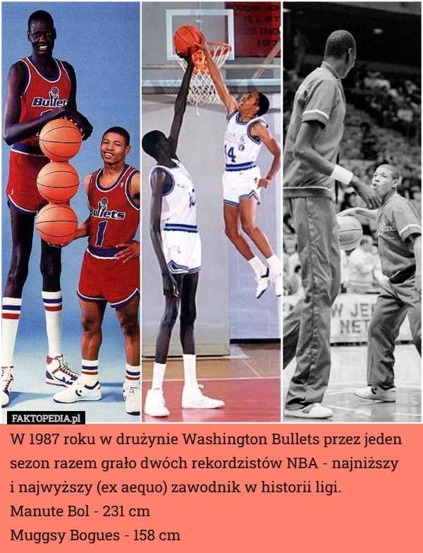 W 1987 roku w drużynie Washington Bullets przez jeden sezon razem grało dwóch rekordzistów NBA - najniższy
 i najwyższy (ex aequo) zawodnik w historii ligi.
Manute Bol - 231 cm
Muggsy Bogues - 158 cm 