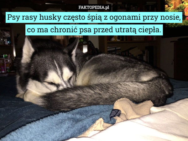 Psy rasy husky często śpią z ogonami przy nosie, co ma chronić psa przed utratą ciepła. 