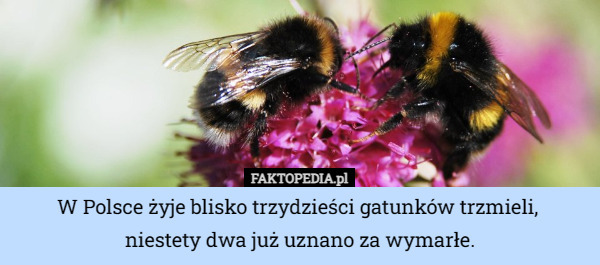 W Polsce żyje blisko trzydzieści gatunków trzmieli, 
niestety dwa już uznano za wymarłe. 