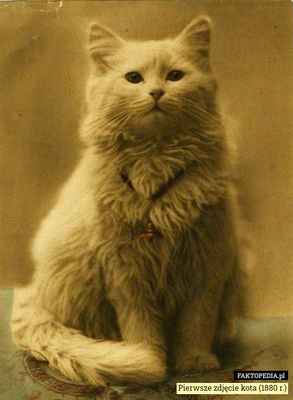 Pierwsze zdjęcie kota (1880 r.) 