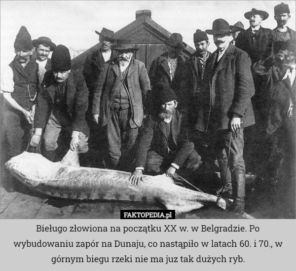 Bieługo złowiona na początku XX w. w Belgradzie. Po wybudowaniu zapór na Dunaju, co nastąpiło w latach 60. i 70., w górnym biegu rzeki nie ma juz tak dużych ryb. 