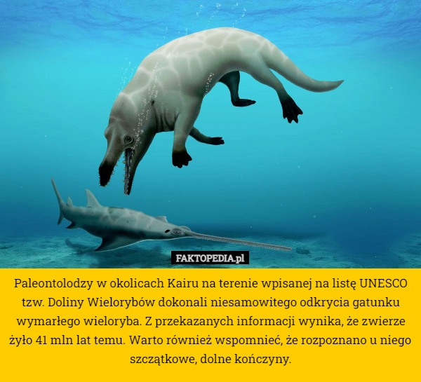 Paleontolodzy w okolicach Kairu na terenie wpisanej na listę UNESCO tzw. Doliny Wielorybów dokonali niesamowitego odkrycia gatunku wymarłego wieloryba. Z przekazanych informacji wynika, że zwierze żyło 41 mln lat temu. Warto również wspomnieć, że rozpoznano u niego szczątkowe, dolne kończyny. 