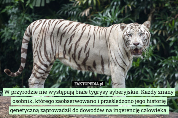 W przyrodzie nie występują białe tygrysy syberyjskie. Każdy znany osobnik, którego zaobserwowano i prześledzono jego historię genetyczną zaprowadził do dowodów na ingerencję człowieka. 