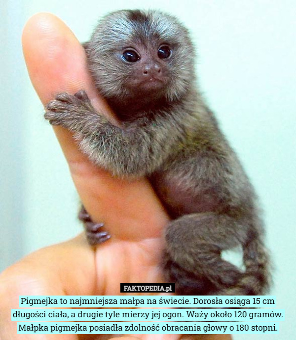 Pigmejka to najmniejsza małpa na świecie. Dorosła osiąga 15 cm długości ciała, a drugie tyle mierzy jej ogon. Waży około 120 gramów. Małpka pigmejka posiadła zdolność obracania głowy o 180 stopni. 