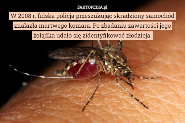 W 2008 r. fińska policja przeszukując skradziony samochód znalazła martwego komara. Po zbadaniu zawartości jego żołądka udało się zidentyfikować złodzieja. 