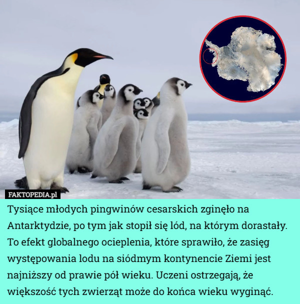 Tysiące młodych pingwinów cesarskich zginęło na Antarktydzie, po tym jak stopił się lód, na którym dorastały. To efekt globalnego ocieplenia, które sprawiło, że zasięg występowania lodu na siódmym kontynencie Ziemi jest najniższy od prawie pół wieku. Uczeni ostrzegają, że większość tych zwierząt może do końca wieku wyginąć. 