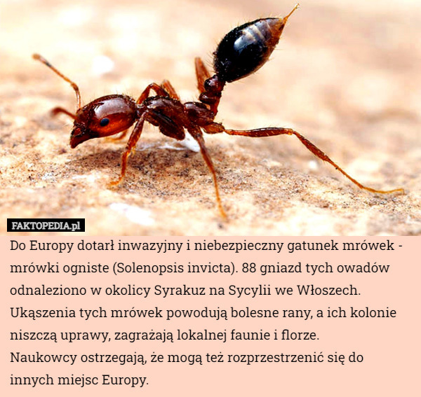Do Europy dotarł inwazyjny i niebezpieczny gatunek mrówek - mrówki ogniste (Solenopsis invicta). 88 gniazd tych owadów odnaleziono w okolicy Syrakuz na Sycylii we Włoszech.
Ukąszenia tych mrówek powodują bolesne rany, a ich kolonie niszczą uprawy, zagrażają lokalnej faunie i florze.
Naukowcy ostrzegają, że mogą też rozprzestrzenić się do innych miejsc Europy. 