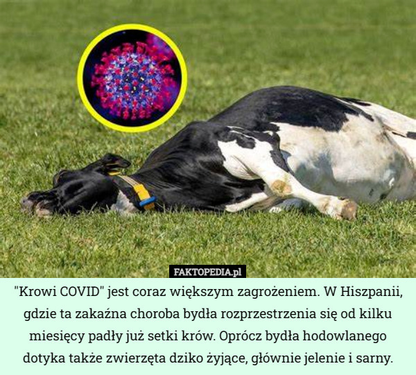"Krowi COVID" jest coraz większym zagrożeniem. W Hiszpanii, gdzie ta zakaźna choroba bydła rozprzestrzenia się od kilku miesięcy padły już setki krów. Oprócz bydła hodowlanego dotyka także zwierzęta dziko żyjące, głównie jelenie i sarny. 