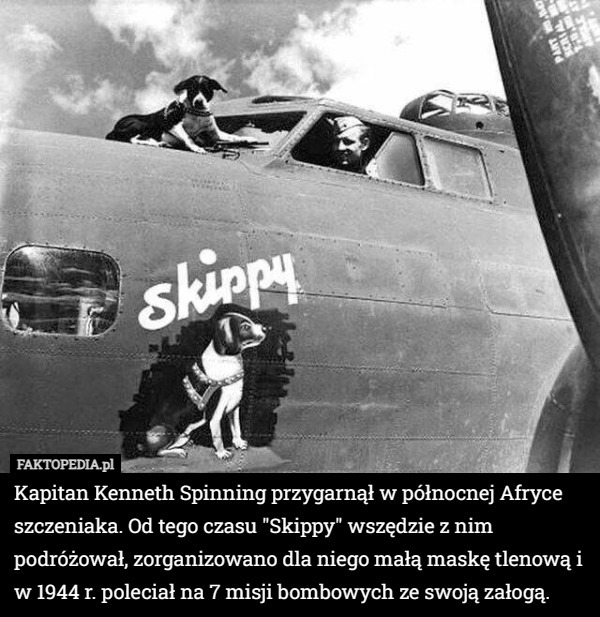 Kapitan Kenneth Spinning przygarnął w północnej Afryce szczeniaka. Od tego czasu "Skippy" wszędzie z nim podróżował, zorganizowano dla niego małą maskę tlenową i w 1944 r. poleciał na 7 misji bombowych ze swoją załogą. 