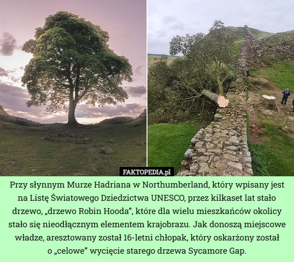 Przy słynnym Murze Hadriana w Northumberland, który wpisany jest na Listę Światowego Dziedzictwa UNESCO, przez kilkaset lat stało drzewo, „drzewo Robin Hooda”, które dla wielu mieszkańców okolicy stało się nieodłącznym elementem krajobrazu. Jak donoszą miejscowe władze, aresztowany został 16-letni chłopak, który oskarżony został
 o „celowe” wycięcie starego drzewa Sycamore Gap. 