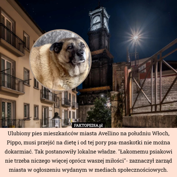Ulubiony pies mieszkańców miasta Avellino na południu Włoch, Pippo, musi przejść na dietę i od tej pory psa-maskotki nie można dokarmiać. Tak postanowiły lokalne władze. "Łakomemu psiakowi nie trzeba niczego więcej oprócz waszej miłości"- zaznaczył zarząd miasta w ogłoszeniu wydanym w mediach społecznościowych. 