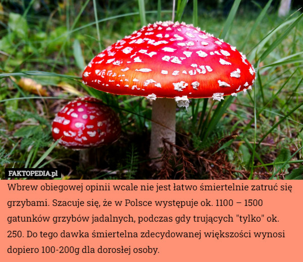 Wbrew obiegowej opinii wcale nie jest łatwo śmiertelnie zatruć się grzybami. Szacuje się, że w Polsce występuje ok. 1100 – 1500 gatunków grzybów jadalnych, podczas gdy trujących "tylko" ok. 250. Do tego dawka śmiertelna zdecydowanej większości wynosi dopiero 100-200g dla dorosłej osoby. 